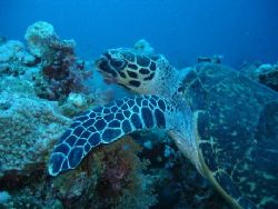 Taken in Egypt, St Johns reef. by Steven Withofs 